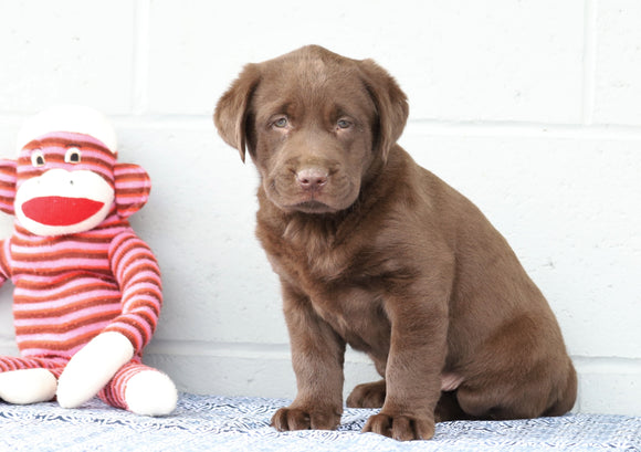 AKC Registered Chocolate Labrador Retriever For Sale Baltic, OH Male- Chester
