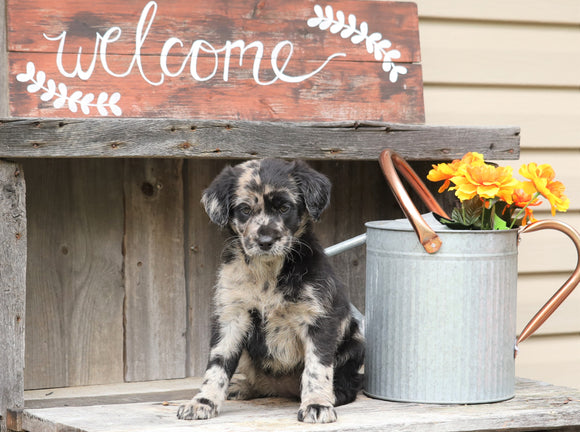 Medium Labradoodle For Sale Millersburg, OH Female- Reba