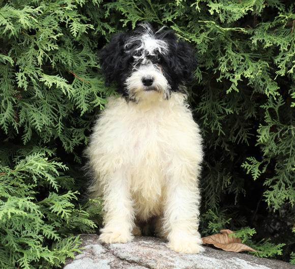 Mini Porti-Doodle For Sale Fredericksburg, OH Female- Lucy