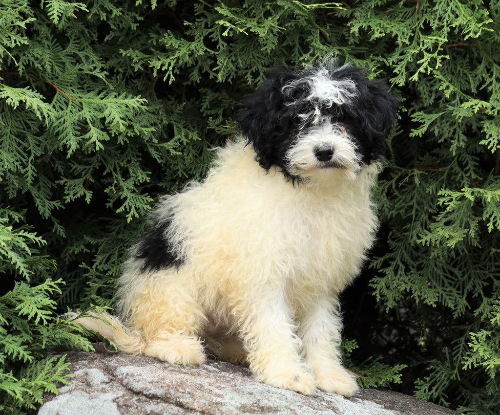 Mini Porti-Doodle For Sale Fredericksburg, OH Female- Lucy – AC Puppies LLC