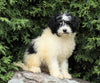 Mini Porti-Doodle For Sale Fredericksburg, OH Female- Lucy