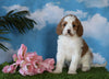 Medium F1BB Goldendoodle For Sale Millersburg, OH Female- Jewel