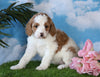 Medium F1BB Goldendoodle For Sale Millersburg, OH Female- Jewel