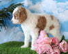 Medium F1BB Goldendoodle For Sale Millersburg, OH Female- Jewel