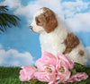 Medium F1BB Goldendoodle For Sale Millersburg, OH Female- Jewel