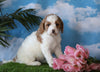 Medium F1BB Goldendoodle For Sale Millersburg, OH Female- Jewel