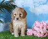 Medium F1BB Goldendoodle For Sale Millersburg, OH Female- Jasmine