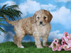 Medium F1BB Goldendoodle For Sale Millersburg, OH Female- Jasmine