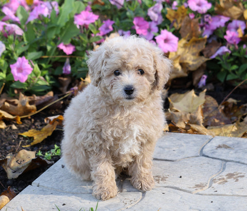 ACA Registered Miniature Poodle For Sale Millersburg, OH Male- Teddy