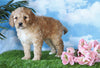 Medium F1BB Goldendoodle For Sale Millersburg, OH Female- Jasmine