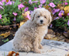 ACA Registered Miniature Poodle For Sale Millersburg, OH Male- Teddy