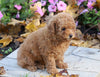 AKC Registered Toy Poodle For Sale Millersburg, OH Female- Myla