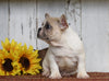 AKC Registered French Bulldog For Sale Millersburg, OH Male- King