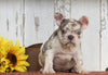 AKC Registered French Bulldog For Sale Millersburg, OH Female- Queenie
