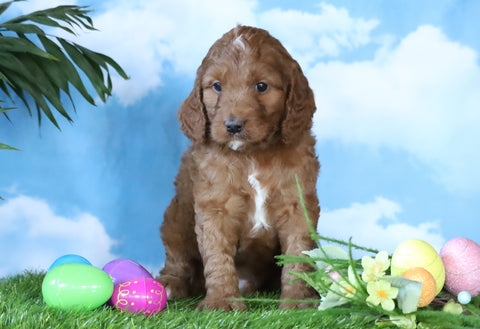 Medium F1BB Goldendoodle For Sale Millersburg, OH Male- Jackson