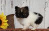 CKC Registered Pomeranian For Sale Millersburg, OH Male- Jimmy