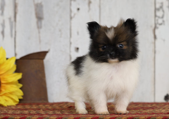 CKC Registered Pomeranian For Sale Millersburg, OH Male- Jimmy