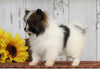 CKC Registered Pomeranian For Sale Millersburg, OH Male- Scott