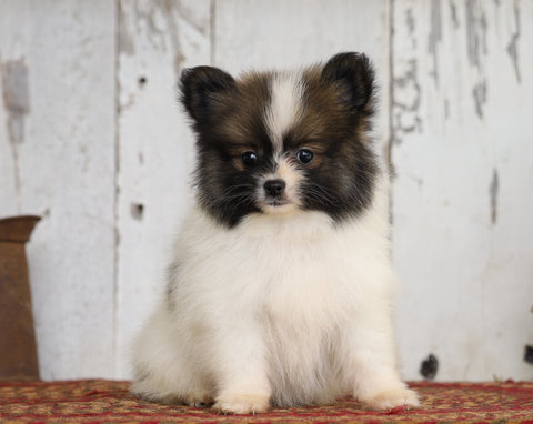 CKC Registered Pomeranian For Sale Millersburg, OH Male- Scott