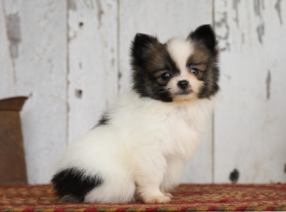 CKC Registered Pomeranian For Sale Millersburg, OH Male- Prince