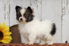 CKC Registered Pomeranian For Sale Millersburg, OH Male- Prince