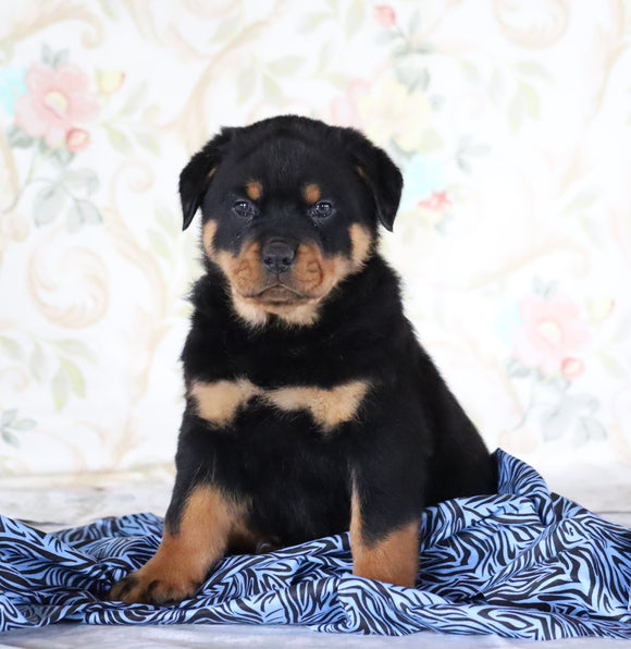 AKC Registered Rottweiler For Sale Sugarcreek, OH Male- Brutus