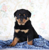 AKC Registered Rottweiler For Sale Sugarcreek, OH Male- Brutus