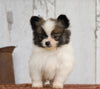 CKC Registered Pomeranian For Sale Millersburg, OH Male- Prince