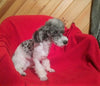 AKC Registered Moyen Poodle For Sale Apple Creek, OH Female- Zoey