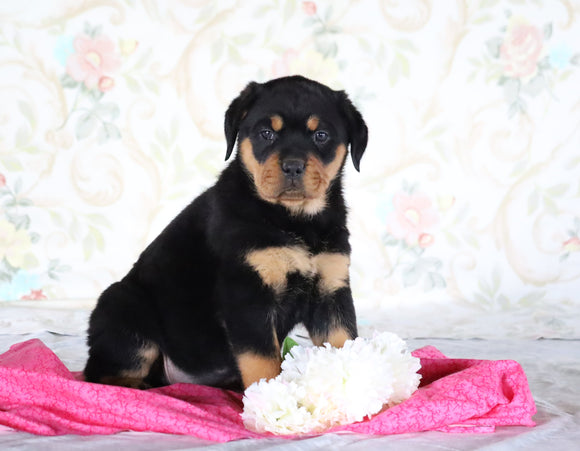 AKC Registered Rottweiler For Sale Sugarcreek, OH Female- Tessa