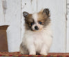 CKC Registered Pomeranian For Sale Millersburg, OH Male- Duke
