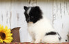 ACA Registered Pomeranian For Sale Millersburg, OH Male- Master