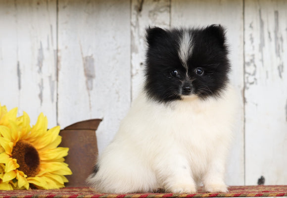 ACA Registered Pomeranian For Sale Millersburg, OH Male- Master