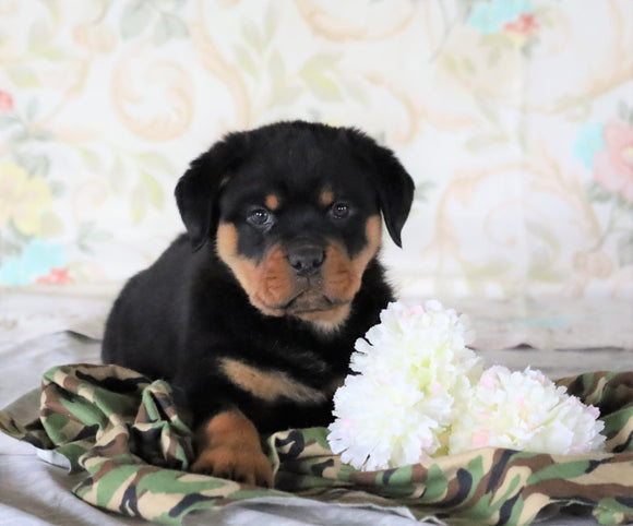 AKC Registered Rottweiler For Sale Sugarcreek, OH Male- Rambo