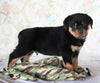AKC Registered Rottweiler For Sale Sugarcreek, OH Male- Rambo