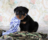 AKC Registered Rottweiler For Sale Sugarcreek, OH Male- Tucker
