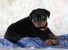 AKC Registered Rottweiler For Sale Sugarcreek, OH Male- Tucker