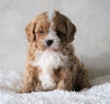 Cavapoo For Sale Sugarcreek, OH Male- Miles