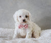 Cavapoo For Sale Sugarcreek, OH Female- Skye