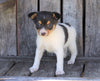 Toy Fox Terrier For Sale Millersburg, OH Male- Mickey