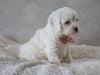 Cavapoo For Sale Sugarcreek, OH Female- Skye