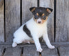 Toy Fox Terrier For Sale Millersburg, OH Male- Mickey