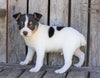 Toy Fox Terrier For Sale Millersburg, OH Male- Turbo