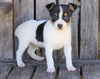 Toy Fox Terrier For Sale Millersburg, OH Male- Turbo