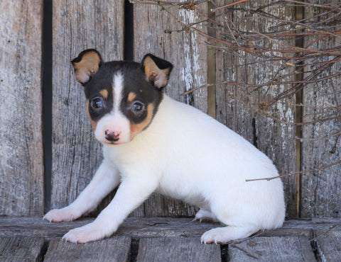 Toy Fox Terrier For Sale Millersburg, OH Male- Jasper