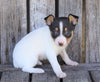 Toy Fox Terrier For Sale Millersburg, OH Male- Jasper