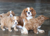 Cavapoo For Sale Sugarcreek, OH Female- Skye