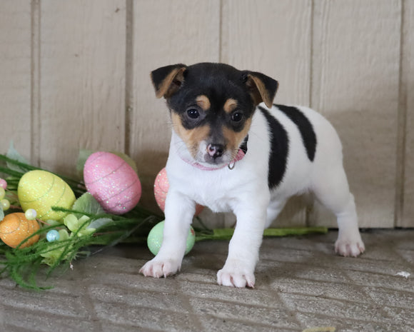 Jack Russell Terrier For Sale Millersburg, OH Female- Summer