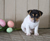 Jack Russell Terrier For Sale Millersburg, OH Female- Summer