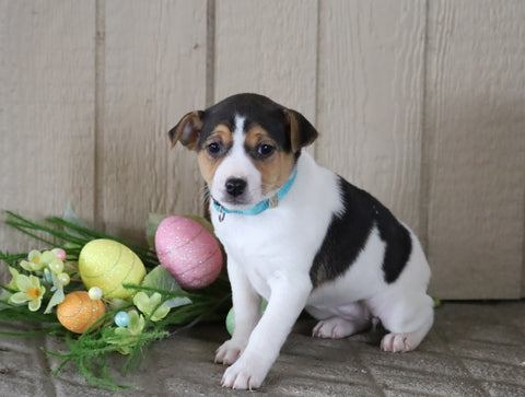 Jack Russell Terrier For Sale Millersburg, OH Female- Lily